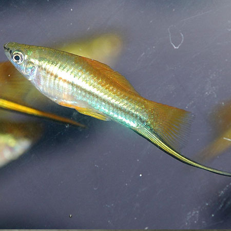 Neon Swordtail