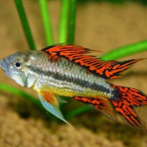 Orange Cockatoo Dwarf Cichlid