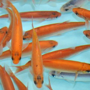 Golden Orfe 5/6''