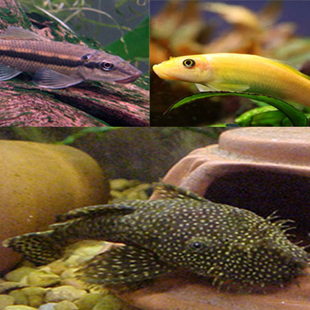 Tropical Tank Cleaner (Pack H)