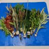 Tropical Plants (10) BUNCHES