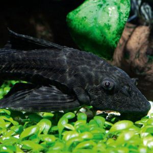 Common Pleco 6-7cm
