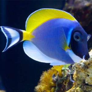 Powder Blue Tang Small