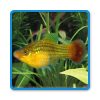 Rainbow Variatus Platy