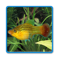 Rainbow Variatus Platy