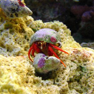Scarlet Reef Hermit Crab