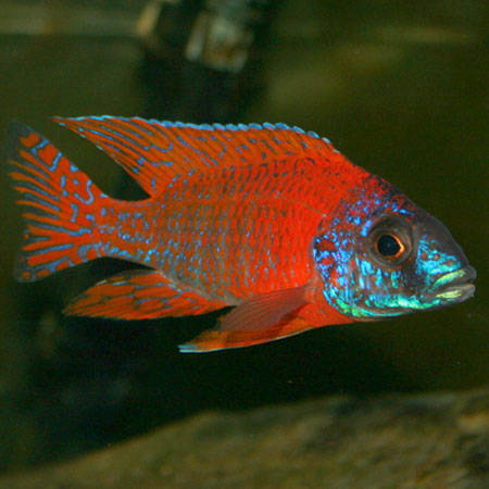 Red Peacock Cichlid 9-11cm