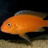 Red Zebra Cichlid 7-8cm