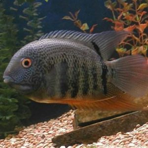 Green Severum 10/12cm