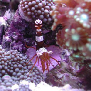 Sexy Shrimp