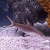 Silver Shark 2"