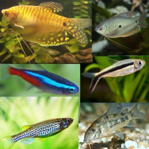 Tropical Tank Filler (Pack 12)