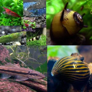 Tropical Tank Cleaner (Pack B)