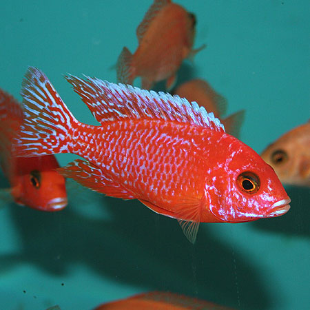 Strawberry Peacock 4/6cm