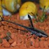 Marble Sturisoma Tank Bred