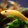 Gold Algae Eater