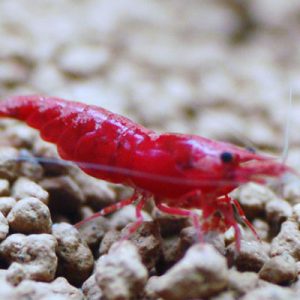 Deep Red  Fire Shrimp LARGE