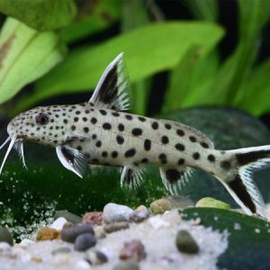 Petricola Synodontis Small