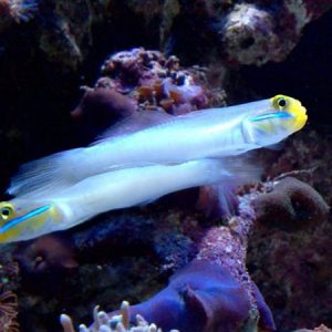 Blue Cheek Goby