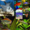 Tropical Tank Filler (Pack 14)