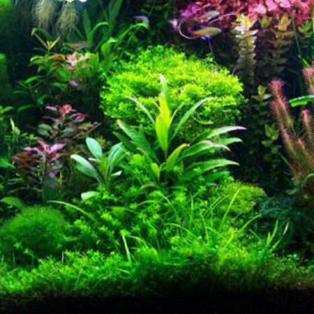 www.aquaticstoyourdoor.co.uk