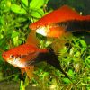 Tuxedo Swordtail