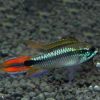 Agassizii White Seam Dwarf Cichlid 3/4cm PAIR