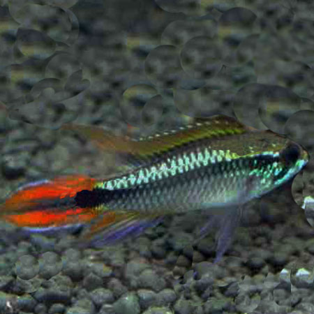 Agassizii White Seam Dwarf Cichlid 3/4cm PAIR
