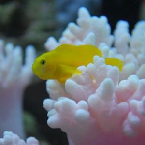 Clown Goby