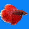 Red Halfmoon Male Fighter