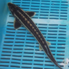 Diamond Sturgeon 5-6''