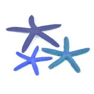 Assorted Blue Starfish