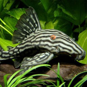 Royal Panaque Pleco 6-8cm L027