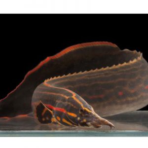Fire Eel 35cm