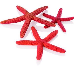 Assorted Red Starfish