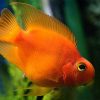 Red Parrot Cichlid 7/8cm