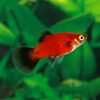Red Wag Platy 3.5-4cm