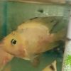 Yellow Parrot Cichlid 7/8cm