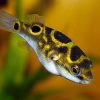 Figure 8 Puffer 2"