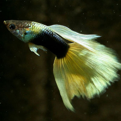 Yellow Delta Male Guppy m/l