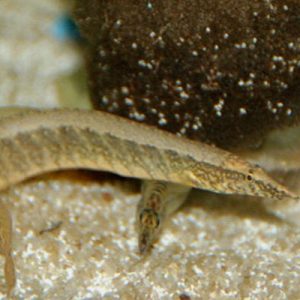 Zig Zag Eel