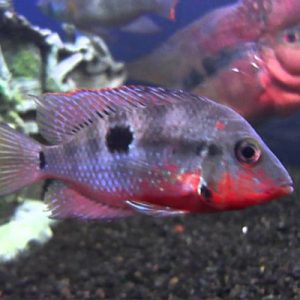 Firemouth Cichlid 