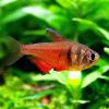 Flame Tetra med