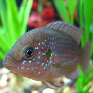 Neon Jewel Cichlid 5/6cm