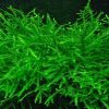 Bags of Java Moss 