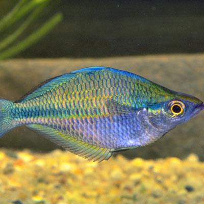 Lake Kutubu Rainbow 4/5cm