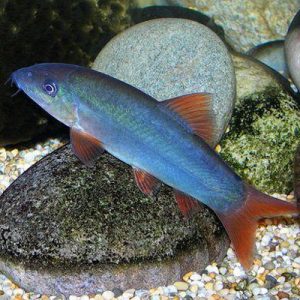 Red Tail Botia Loach 