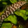 YoYo Loach 4/5cm