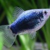 Blue Tuxedo Platy 3.5-4cm
