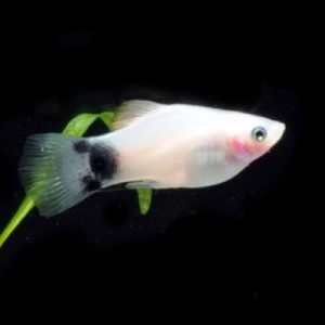 White Mickey Mouse Platy 3.5-4cm